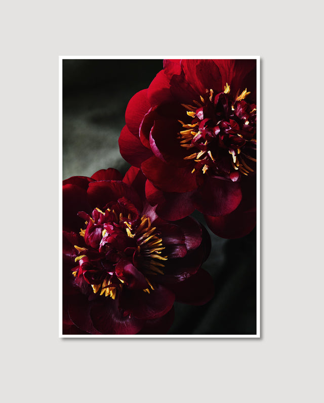 Rupture *NEW*