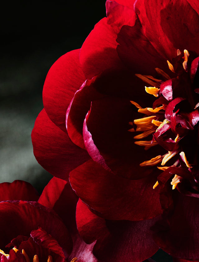 Rupture *NEW*