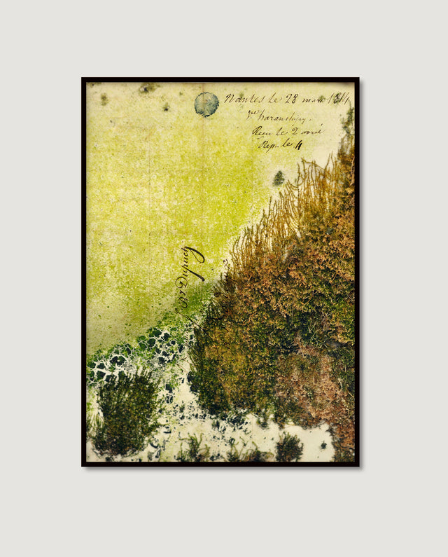 Dutch Moss 1