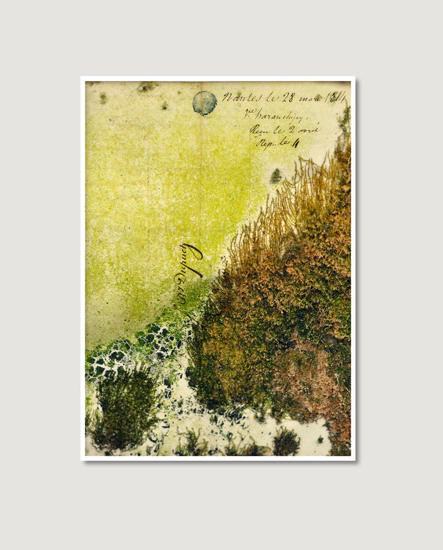 Dutch Moss 1