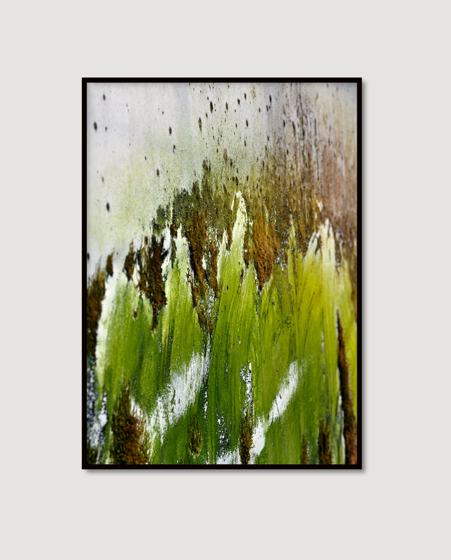 Dutch Moss 2