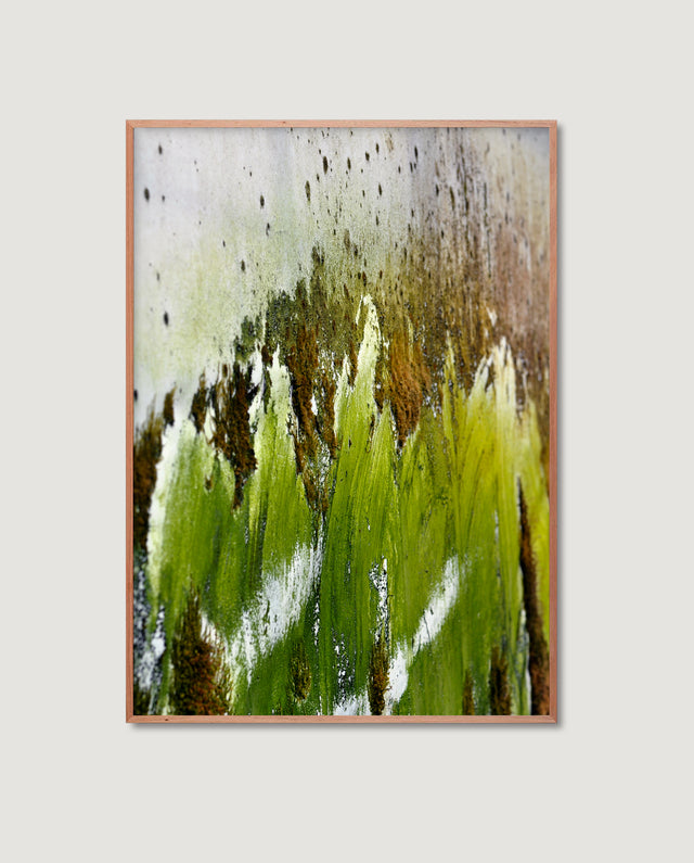 Dutch Moss 2