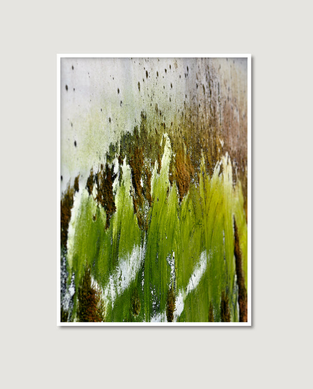 Dutch Moss 2