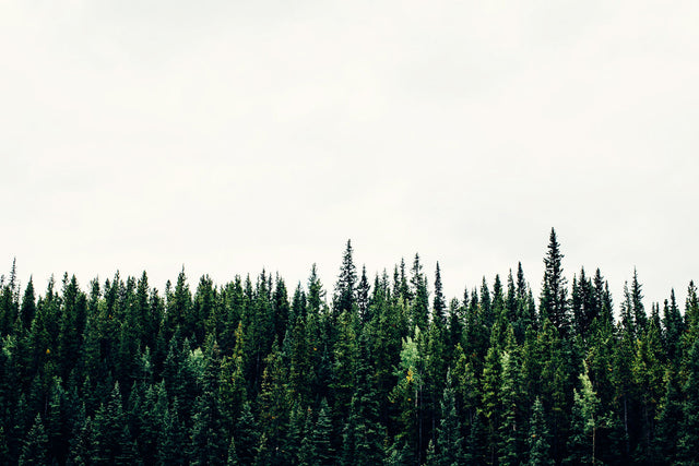 Erthe and OneTreePlanted.org